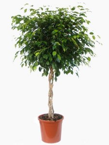ficus benjamina verzorgen
