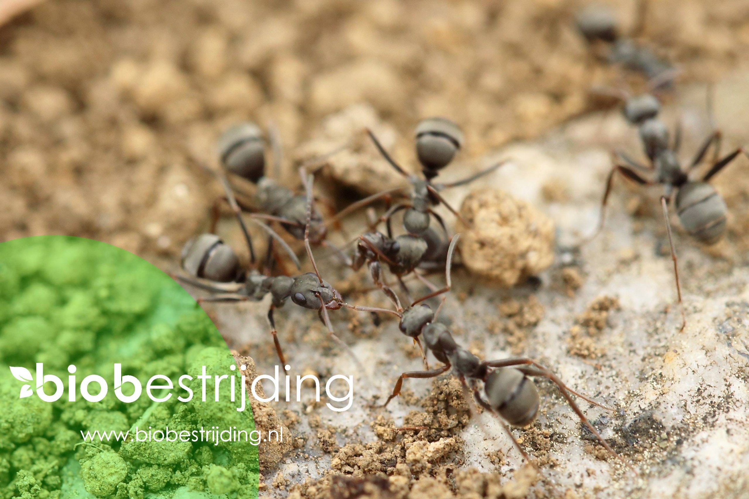 Biologisch onkruid bestrijden