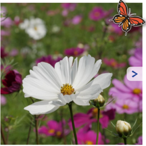 cosmea bloemenzaden