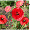 Klaproos bloemenzaden (gemengd)