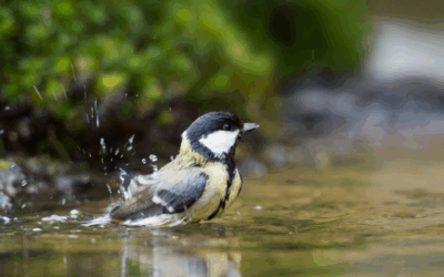 Help vogels en dieren de droge periode door