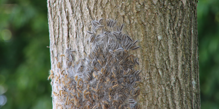Eikenprocessierups nest met spinsels