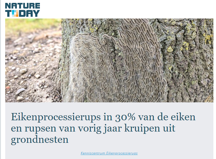 eikenprocessierups in de bodem