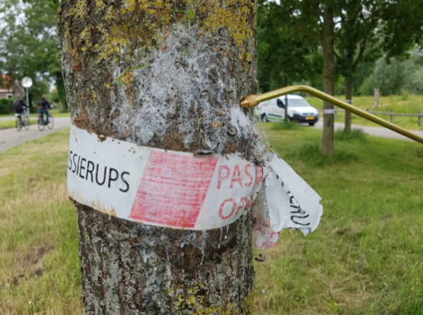 Natuur is grootste vijand eikenprocessierups