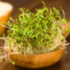 Alfalfa Kiemgroente