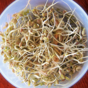 Taugé Kiemgroente