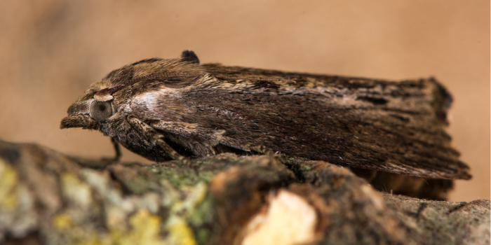 De grote wasmot (Galleria mellonella)
