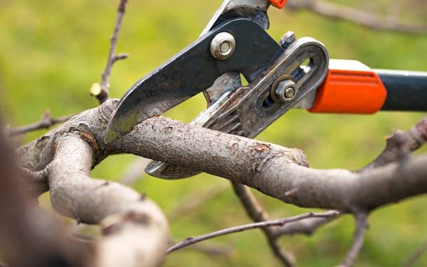 Alice Onhandig Zeestraat Wanneer bomen en struiken snoeien | Tips voor in de tuin! - Biobestrijding