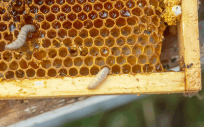 De wasmot bestrijden met sluipwespen