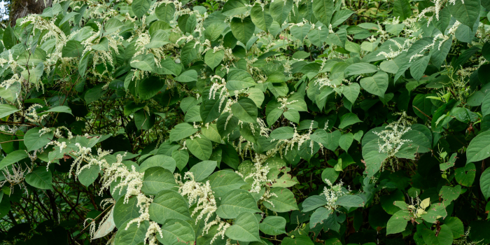 japanse duizendknoop