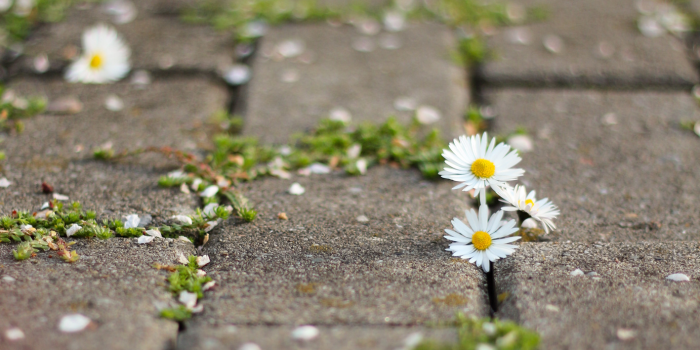 madeliefjes tussen de tegels