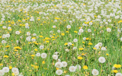 Biologisch onkruid bestrijden