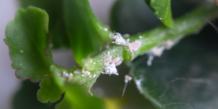 wolluis in oksel van plant