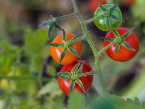 tomatenplant ziektes bestrijden