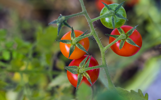 tomatenplant ziektes bestrijden