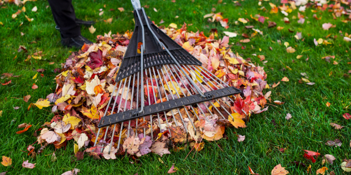 Bladeren harken in de herfst