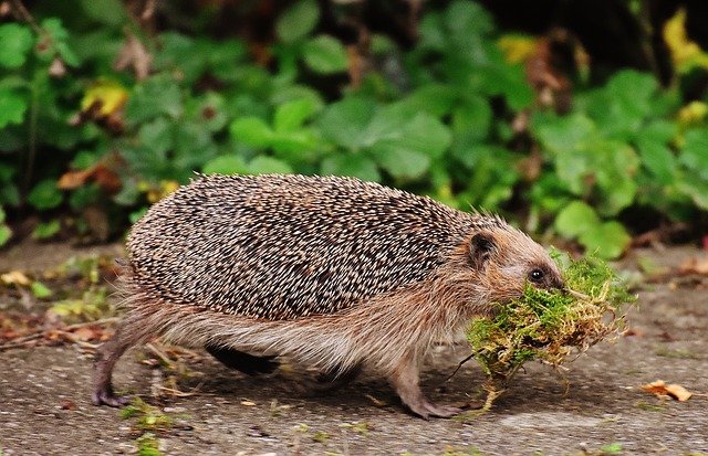 Egel met mos in de tuin