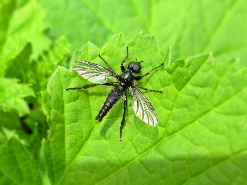 Last van rouwvliegjes Fungus Gnats