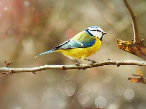 birdbox help de vogels de winter door
