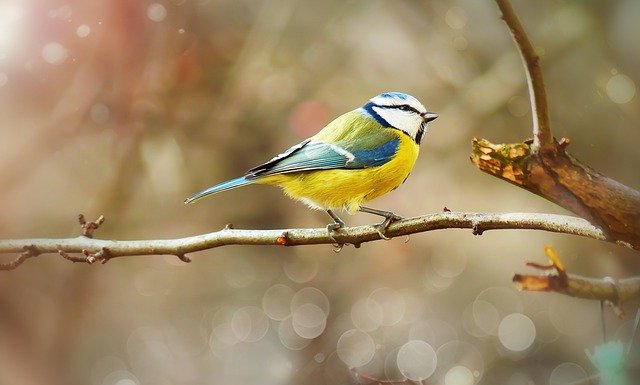 meesje in de tuin Biobestrijding