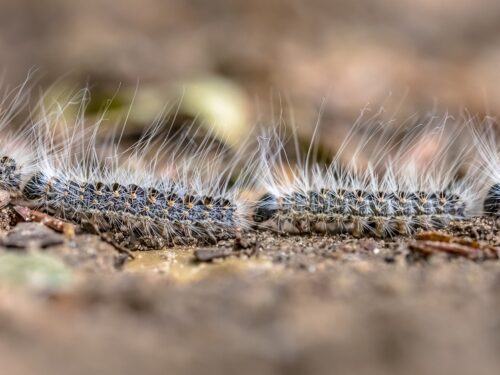 Oak processionary caterpillars
