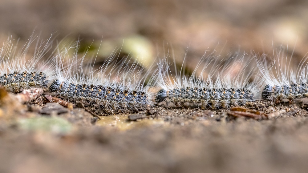 Oak processionary caterpillars