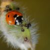 Feromooncapsules voor het aantrekken van nuttige insecten