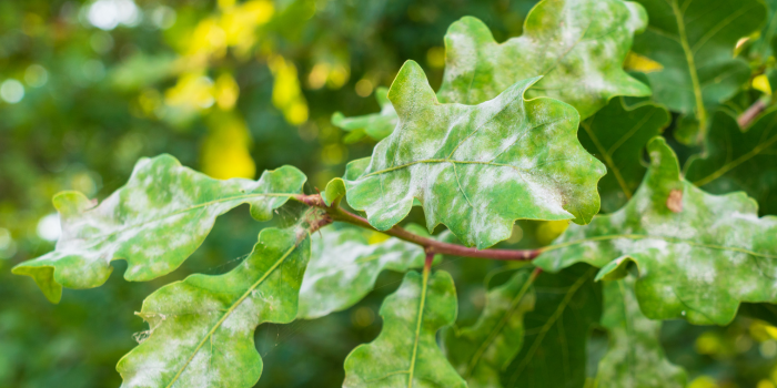 Echte meeldauw op eikenblad