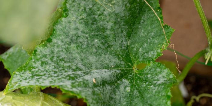 Meeldauw biologisch bestrijden