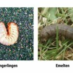 engerlingen vs emelten