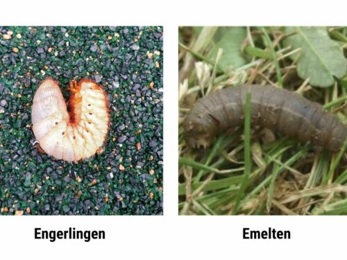 Engerlingen v Emelten: Het verschil