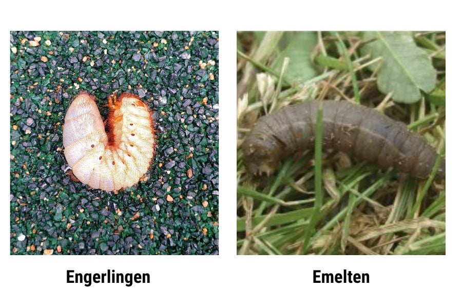 Engerlingen v Emelten: Het verschil