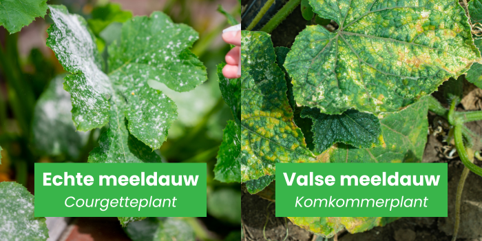 Valse en echte meeldauw op courgette en komkommer