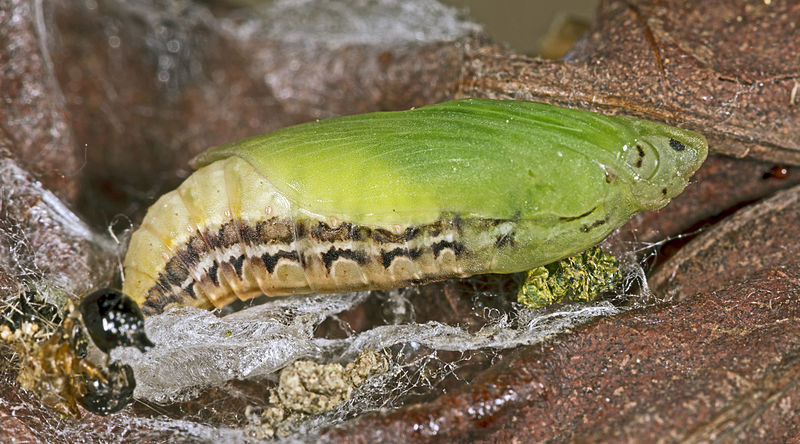 Last van buxusrupsen? Bestrijd ze met onze aaltjes!