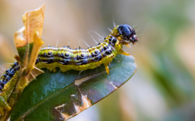 Aaltjes tegen de buxusrups inzetten: het beste resultaat