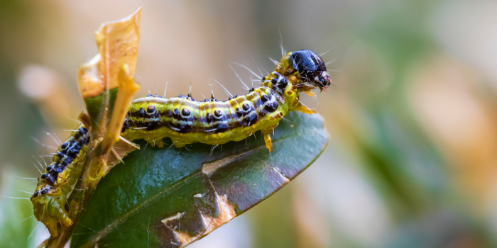 buxusrupsen vraatschade