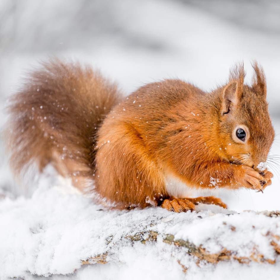 Eekhoorn in de winter