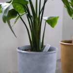 waterdruppelaar-maken-in-5-stappen-voor-planten