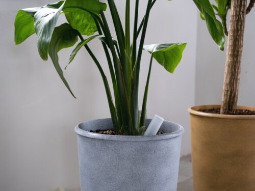 Hoe maak je een waterdruppelaar voor planten?
