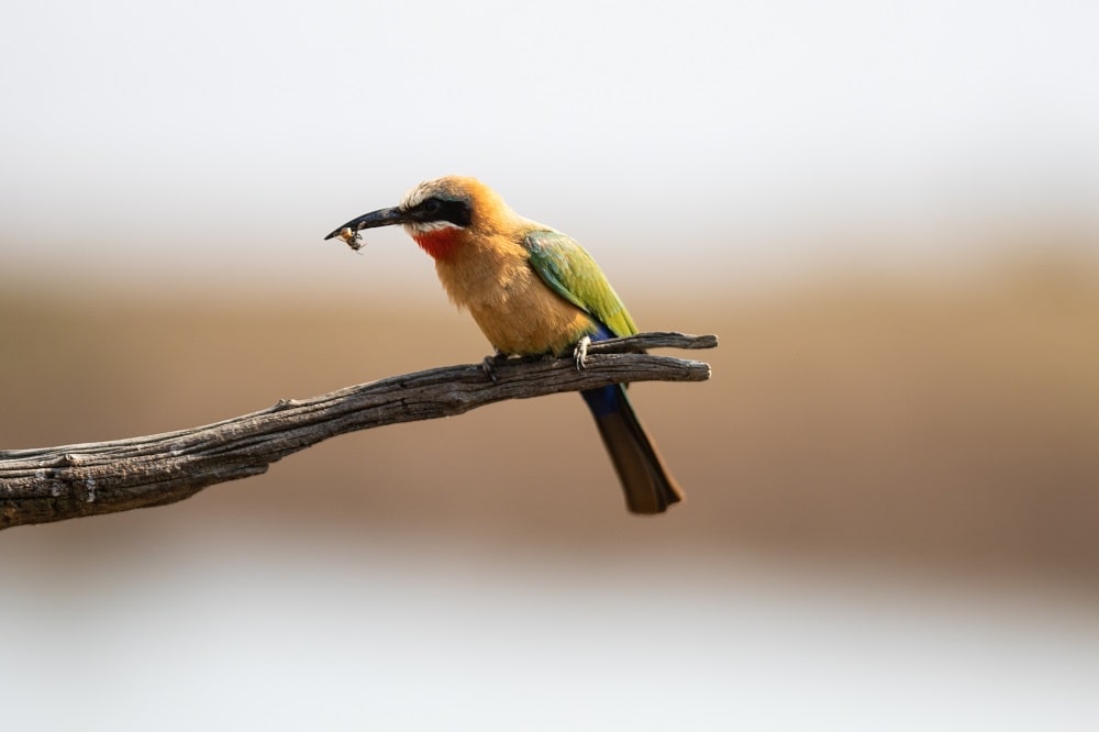 bijenpopulatie heeft het moeilijk door o.a. volgels-min