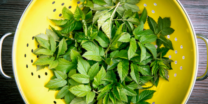 zevenblad geplukt voor pesto of thee