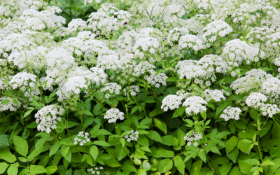 Zevenblad biologisch bestrijden