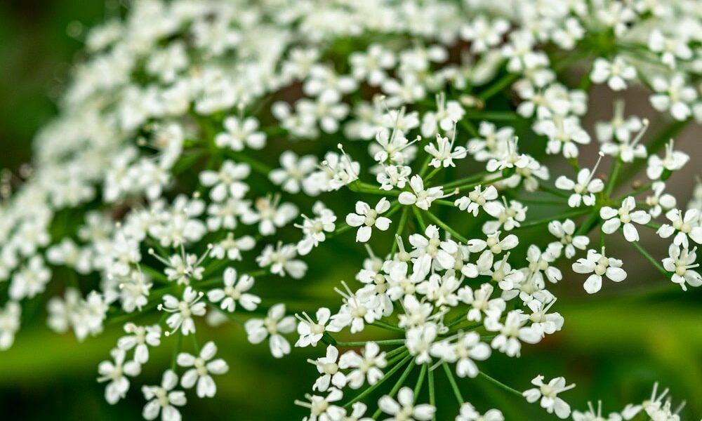 zevenblad in de tuin schadelijk of te gebruiken
