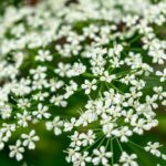 zevenblad in de tuin schadelijk of te gebruiken