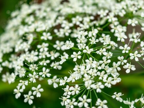 zevenblad in de tuin schadelijk of te gebruiken