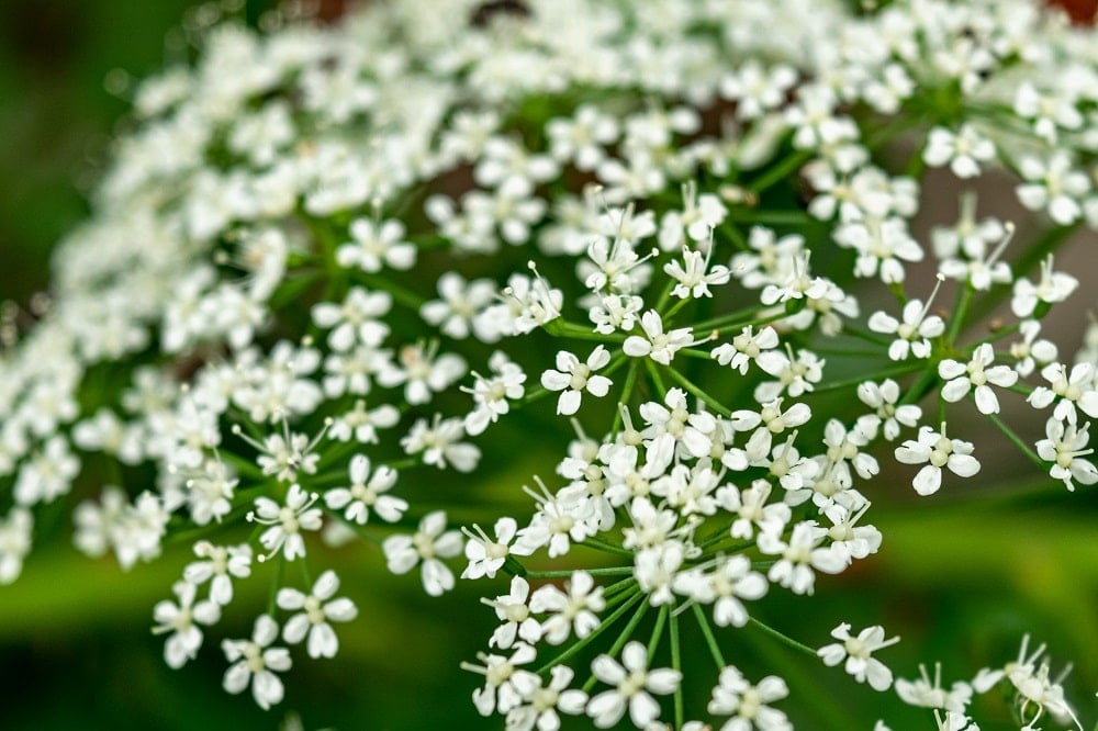 zevenblad in de tuin schadelijk of te gebruiken