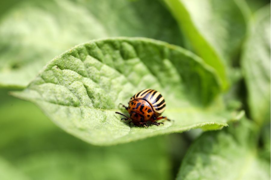 De coloradokever biologisch bestrijden