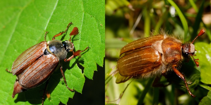 Links de meikever, rechts de junikever