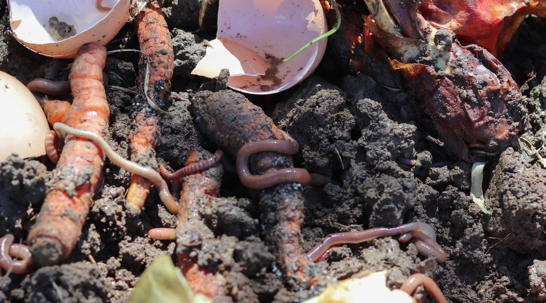 Wormen in compost