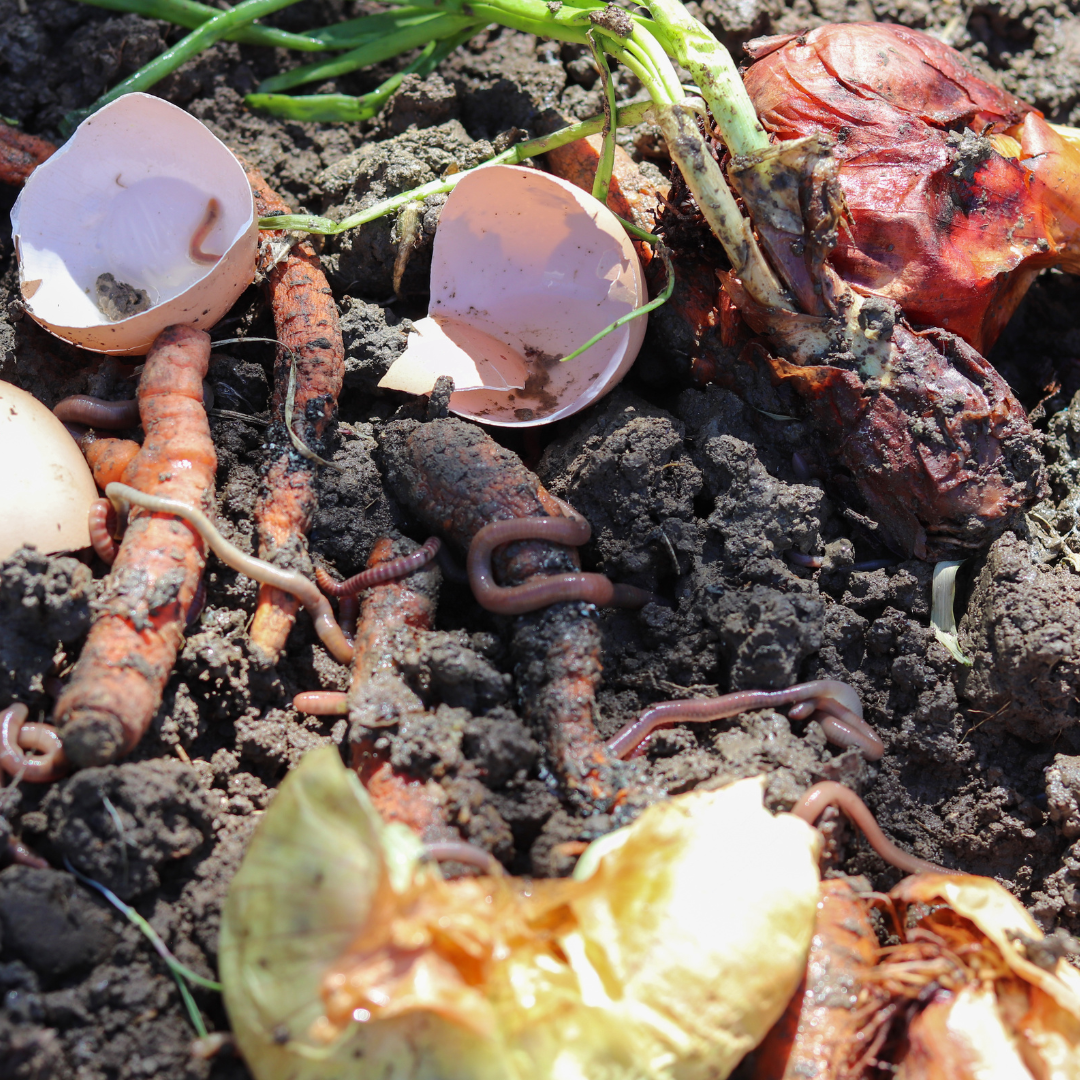 Wormen in compost